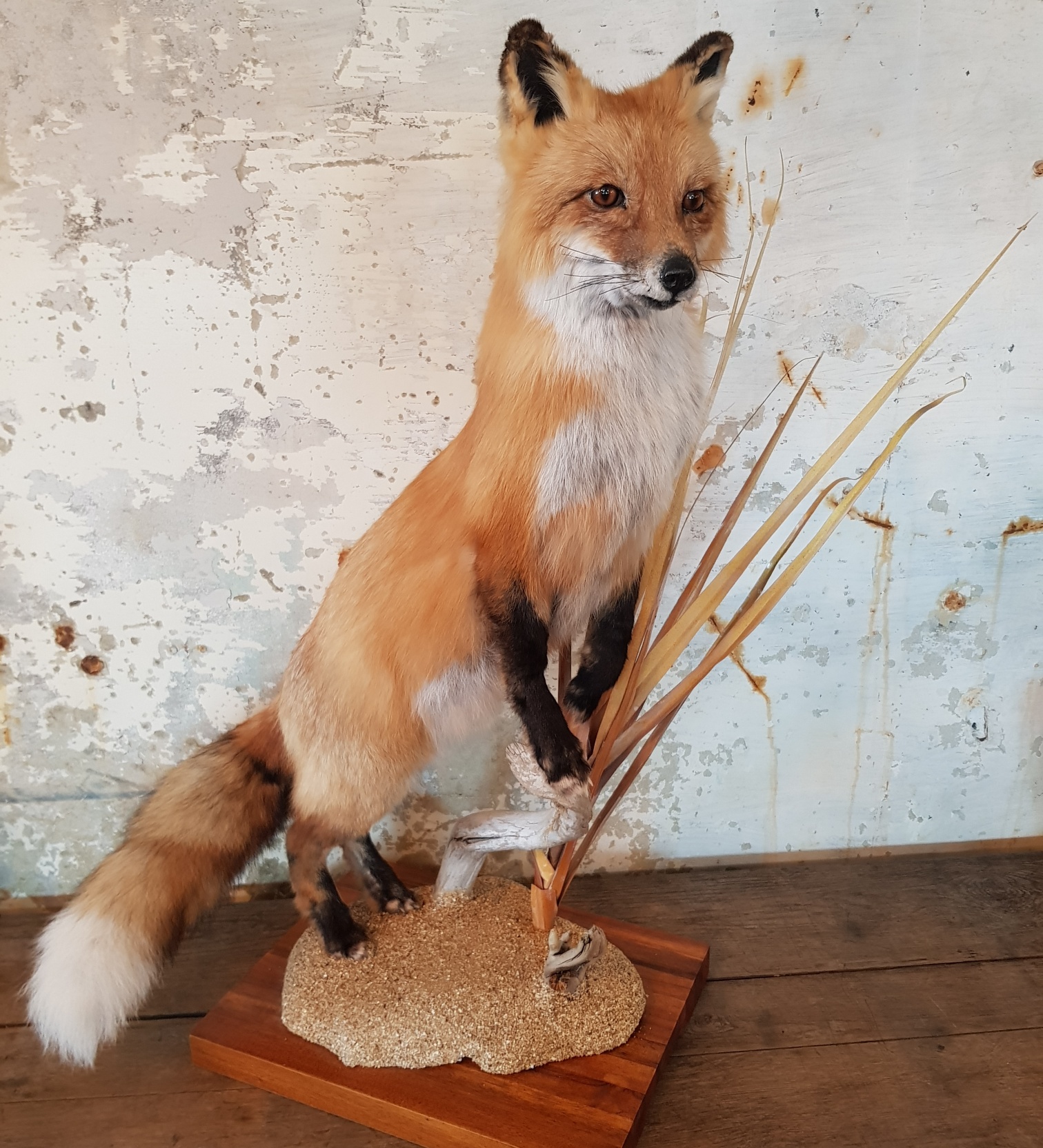 fox7