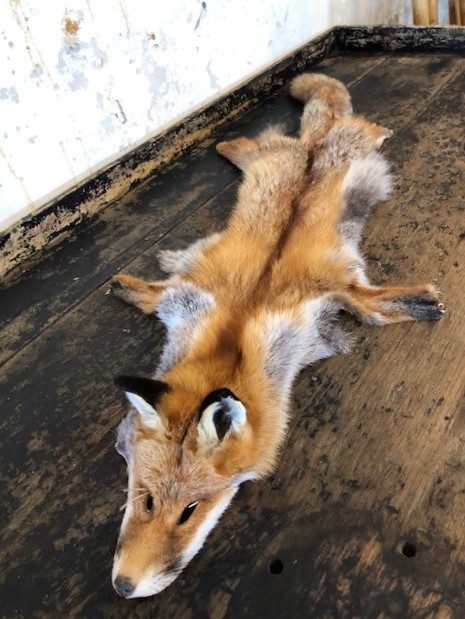 foxskin3